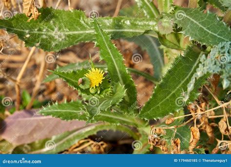 Spiny Sow Thistle Sonchus Asper Plant Growing in Texas Stock Image - Image of blooming, corner ...