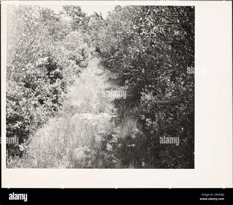Pathway Sharing Typical Surface of Ground with Rocks, South Weymouth ...