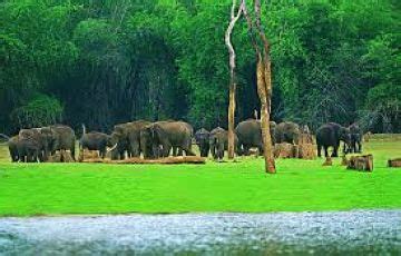 Ecstatic 3 Days COCHIN to Munnar Wildlife Vacation Package | Munnar ...