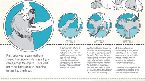 Pet Cpr Classes