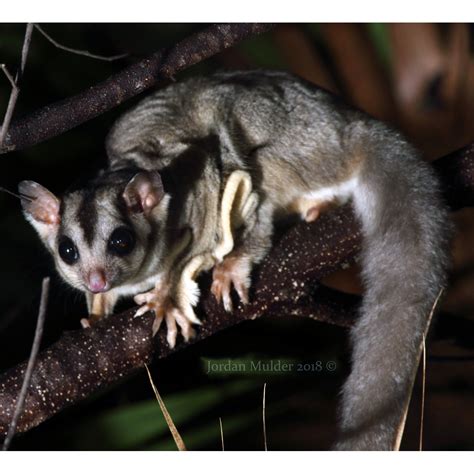 Сумчатые летяги (Petaurus) | LifeCatalog