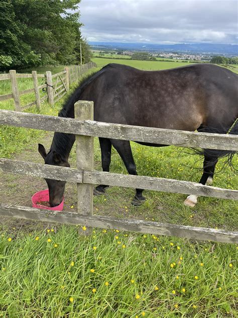 Image result for Go Fetch