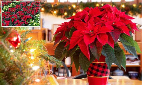 Traditional Christmas poinsettias could be more expensive this year