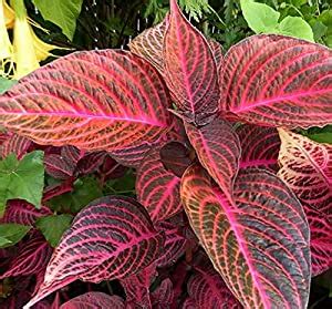 Buy Plant Nursery Online Iresine Herbstii, Bloodleaf Plant (Pack of 2 ...