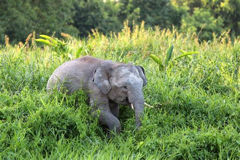 Why Bornean Elephants Are Endangered and What We Can Do