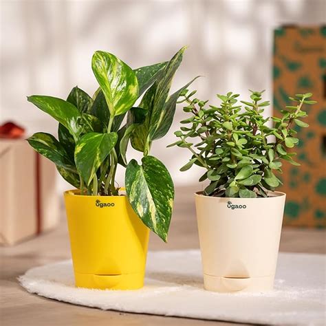 Ugaoo Good Luck Indoor Plants For Home With Pot - Jade Plant & Money ...