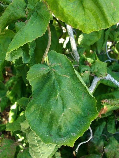 Pruning a Contorted Filbert Tree 的图像结果