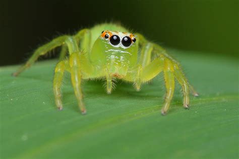 Jumping Spider Up Close