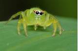 Cute Looking Spiders