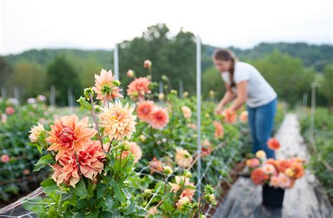 How to Plant Dahlia Tubers & Dahlia Growing Guide — Flourish Flower Farm