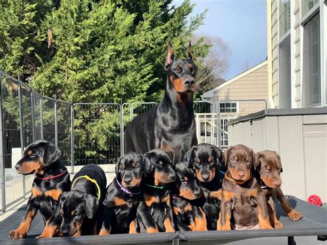 Von Regia European Dobermann - Doberman Pinscher Puppies for Sale in ...
