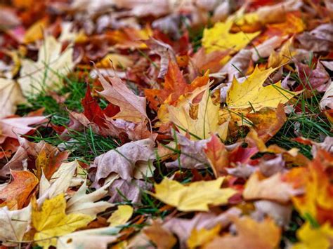 Lawyers explain what happens when your neighbour's wet leaves fall in ...