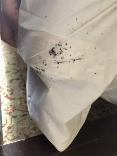 What Does A Bed Bug Stain Look Like at Sandra Madrigal blog