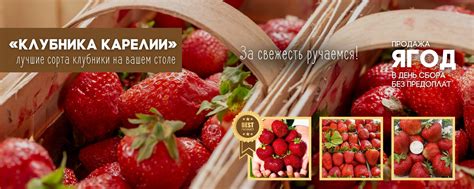 Клубника Карелии | Петрозаводск | Ягодная ферма | Рады приветствовать ...