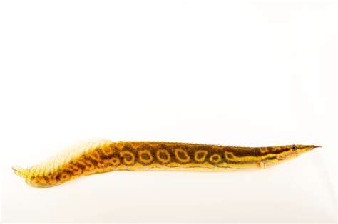 A zig-zag eel (Mastacembelus armatus) - Joel Sartore