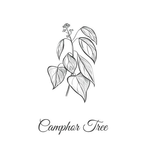 樟树 (Cinnamomum Camphora (L.) Presl)-芜湖职业技术学院--园林园艺学院