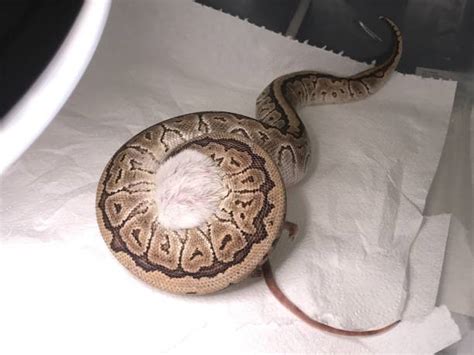 Ball Python Eating Fish 的图像结果