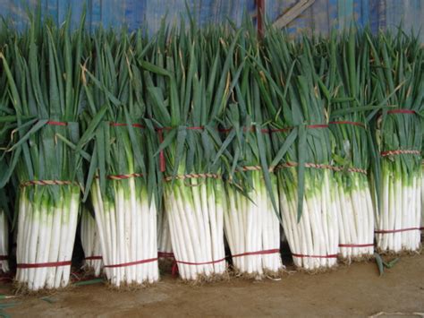 山东大葱为什么山东的大葱都特别高