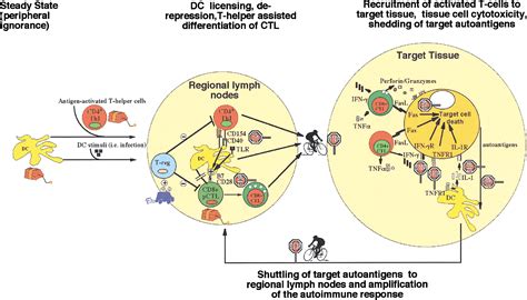 Autoreactive CD8 T Cells in Organ-Specific Autoimmunity: Immunity