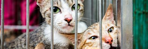 Rescue Kittens Luke and Leila - FOUR PAWS International - Animal ...