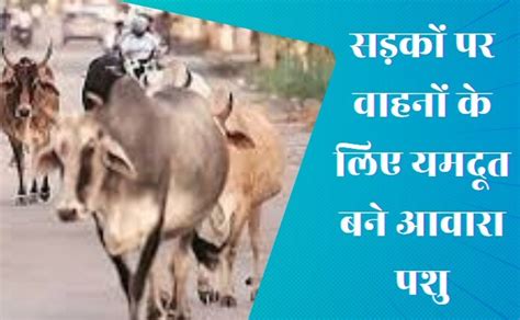 Stray Animals: छत्तीसगढ़ में आवारा पशुओं की भरमार, जून 2024 तक अकेले ...