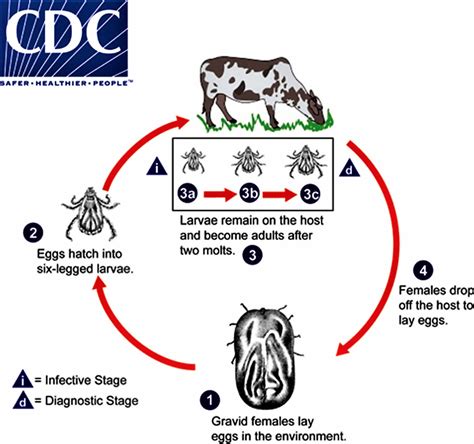 American dog tick disease, life cycle, prevention & how to remove a dog ...