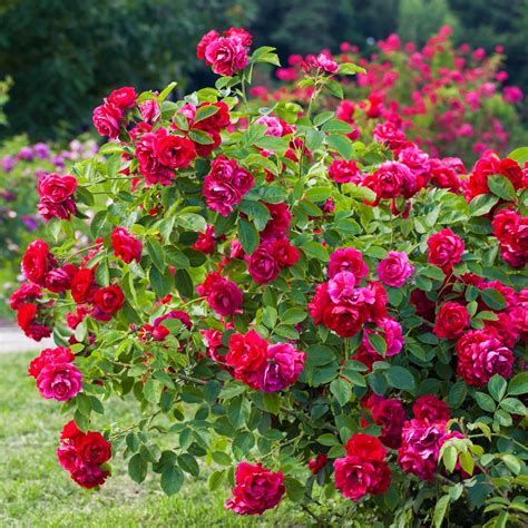 Double Knock Out® Rose Bush | Growing roses, Planting roses, Shrubs