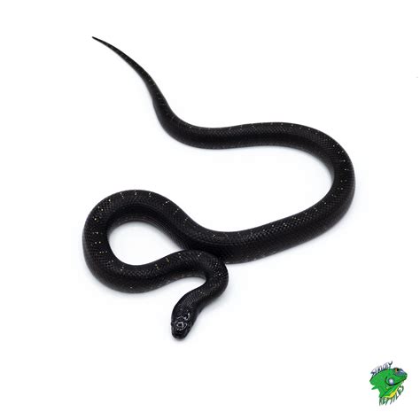 Mexican Black Kingsnake