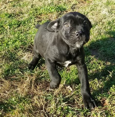 Cane Corso Puppies For Sale | Charlotte, NC #296949