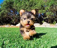 Image result for Teacup Yorkie Pups