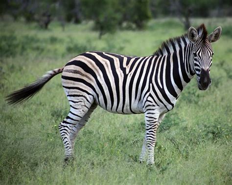 Image result for Zebra Carpet Python