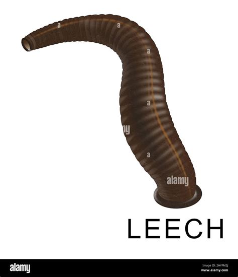 Leech leech phylum annelida hi-res stock photography and images - Alamy