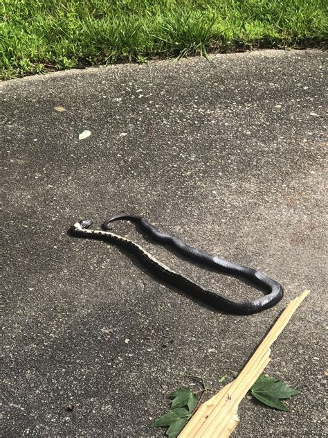 snake in Virginia Beach? please help : r/snakeidentification
