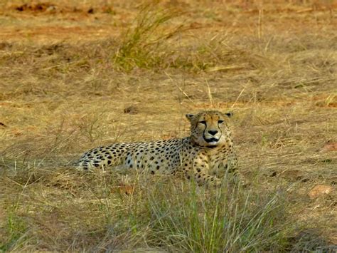 Another Cheetah Brought From Namibia Dies At Madhya Pradesh National ...