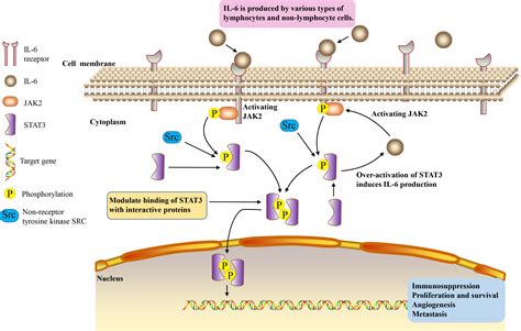 Frontiers | The role of IL-6/JAK2/STAT3 signaling pathway in cancers