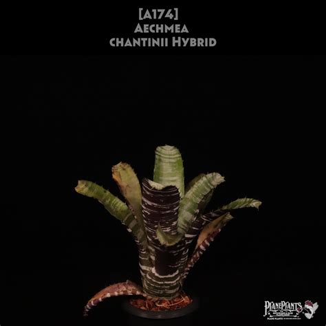 【送料無料】Aechmea chantinii Hybrid〔エクメア〕現品発送A174 | plane plants