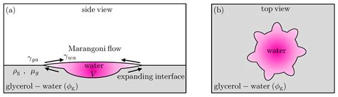 Buoyancy-Marangoni Fingering of a Miscible Spreading Drop