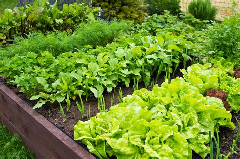 Heat-Tolerant and Bolt-Resistant Lettuce Varieties for Summer