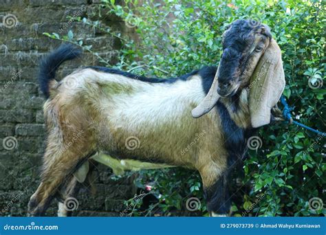 Local goat stock image. Image of people, park, outdoor - 279073739