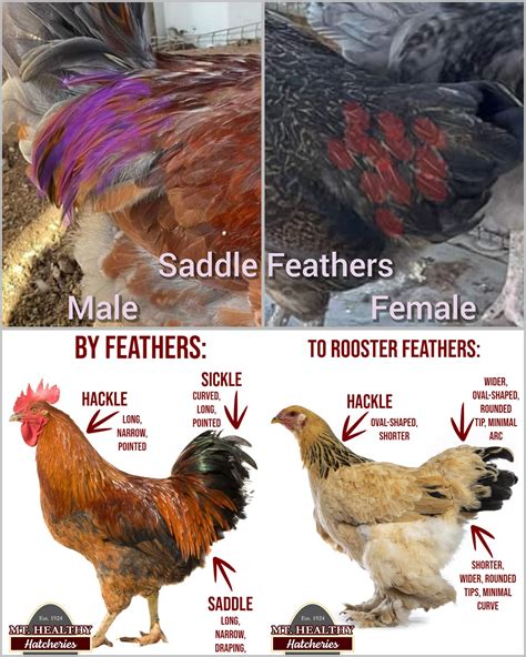 Rooster vs Hen | Chicken coop garden, Backyard chicken farming, Country ...