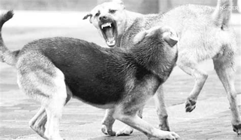 कळंबोलीत एकाच कुत्र्याचा सहा जणांना चावा! सिडको वसाहतीत भटक्या ...