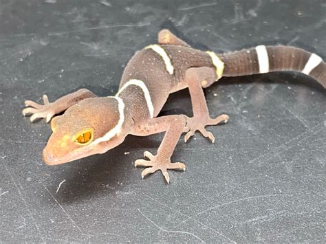 Chinese Cave Geckos More Gecko by Major league exotic pets - MorphMarket