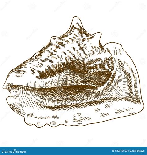Image result for Conch Shell Drawing