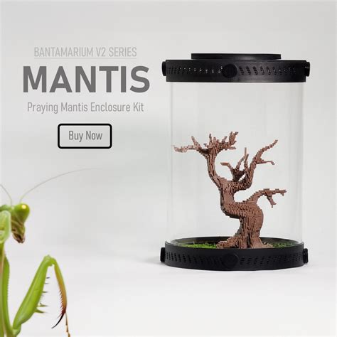 Devil's Flower Mantis: The Idolomantis Diabolica Care Guide