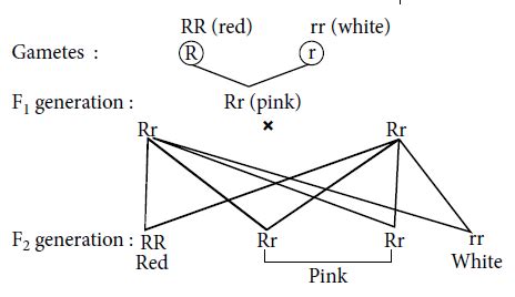 When red and white flowered Mirabilis plants are crossed all pink ...