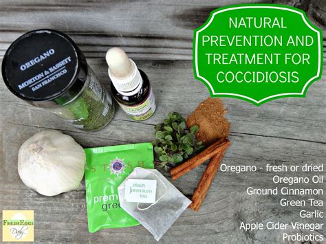 Natural Remedy For Coccidiosis In Chickens at Billy Tate blog