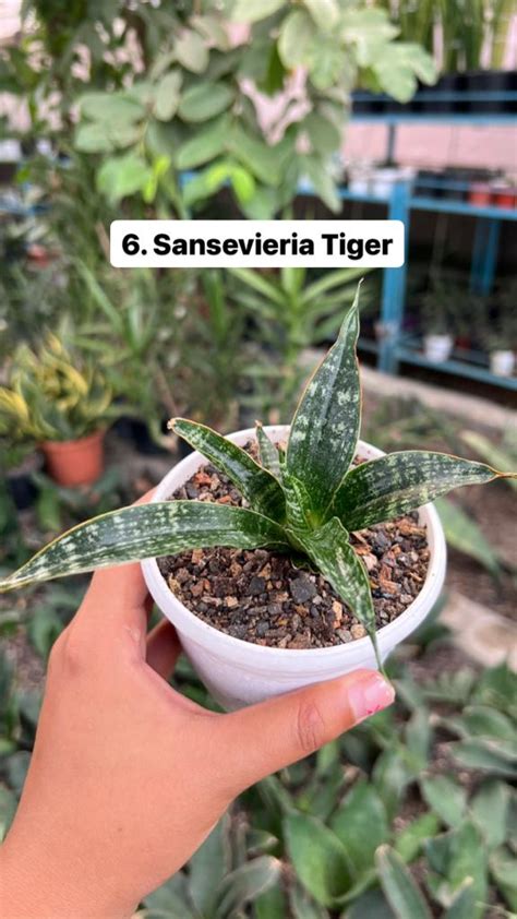 Sansevieria Combo #56 (Six Plants) – Fermosa plants