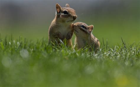 Download wallpaper grass, pose, Chipmunk, a couple, two, stand, faces ...
