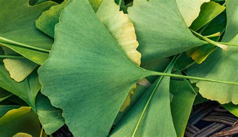 White Spots On Skin: Causes And How To Get Rid of Them - lifeberrys.com