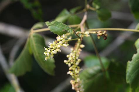 Herbarium JCB